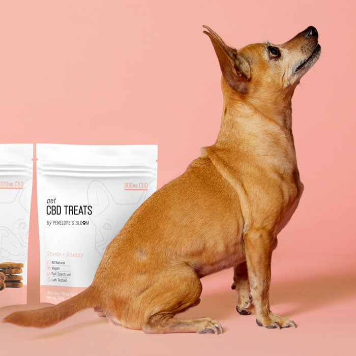 CBD Dog treats for Stress + Anxiety - small to medium dogs (300mg) dog pic.