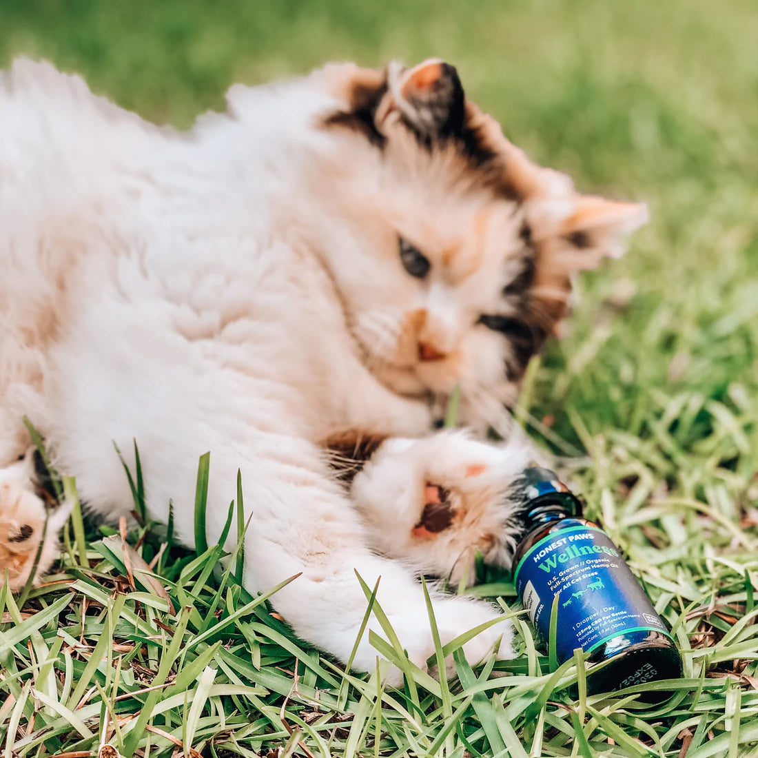 CBD Well Oil for Cats (125mg) with Cat pic.