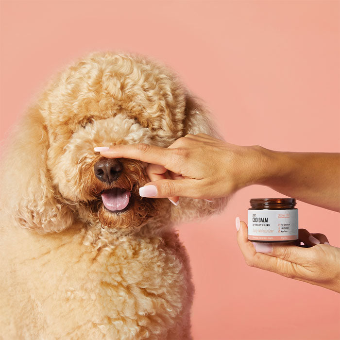 Soothing Pet CBD Balm for Dogs & Cats (300mg) dog using balm pic.