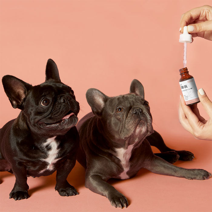 CBD Oil For Dogs (750mg) dog pic.