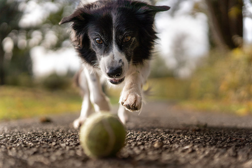 Probiotic Wellness Soft Chews For Dogs dog playing pic.