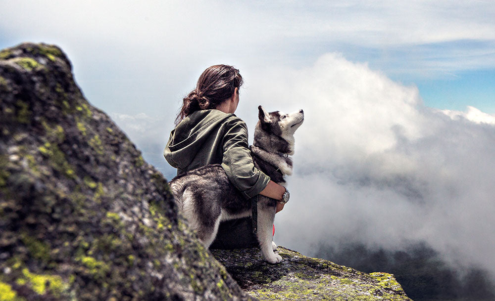 Probiotic Wellness Soft Chews For Dogs dog hiking pic.