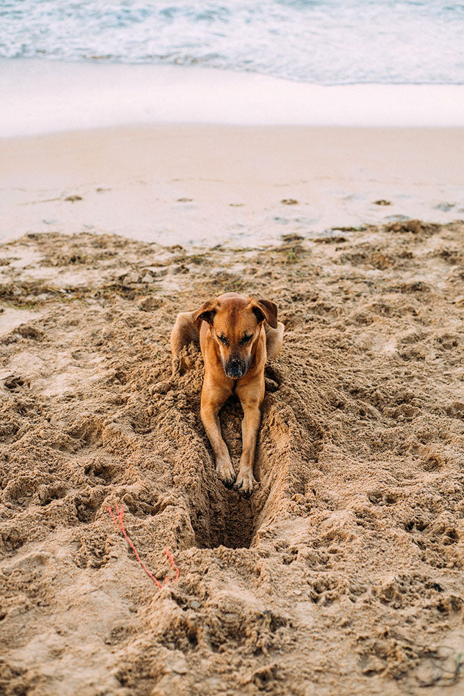 Fresh Breath Soft Chews For Dogs dog pic.