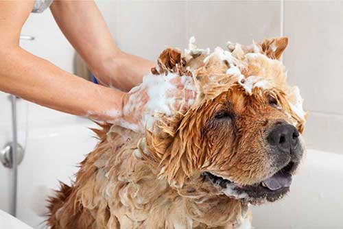 CBD Rejuvenating Shampoo For Dogs (200mg) dog wash pic.