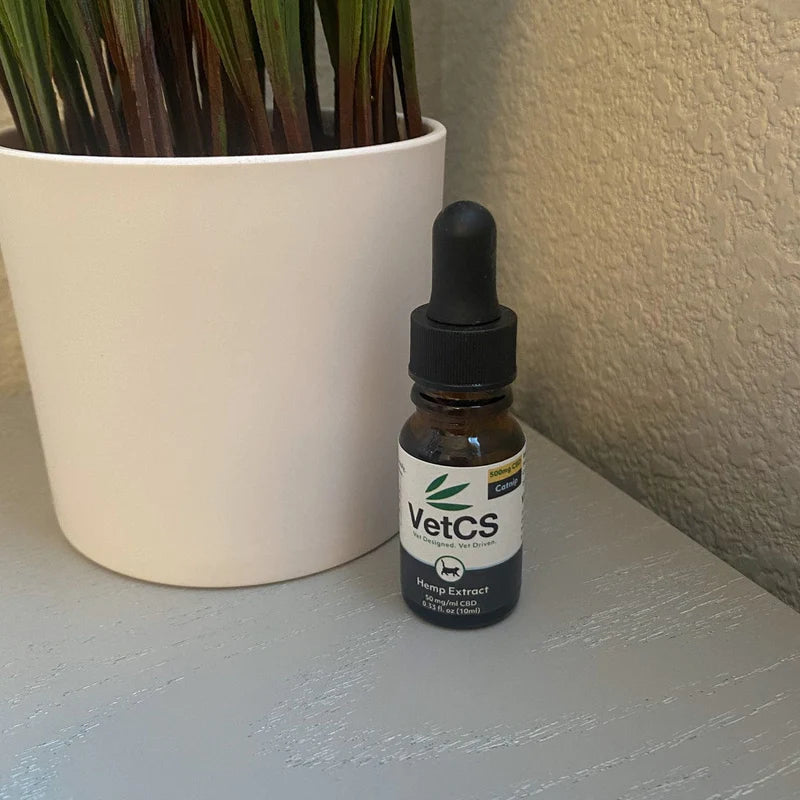 High Dose CBD Oil With Catnip & Silvervine (500mg) pic next to plant.